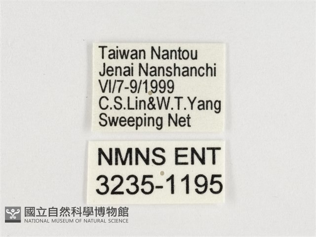 小紋青斑蝶藏品圖，第3張
