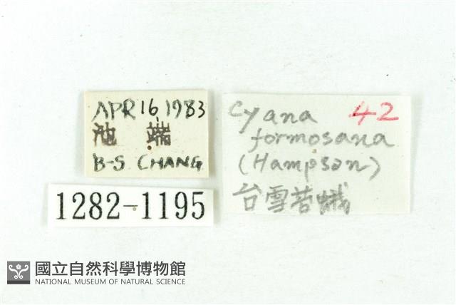 臺雪苔蛾藏品圖，第3張