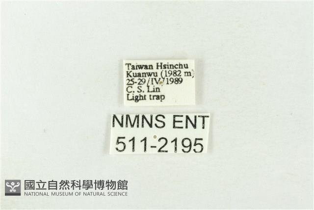 棍棒污燈蛾藏品圖，第3張