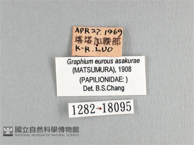 劍鳳蝶藏品圖，第3張