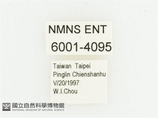 血紅虎斑花金龜藏品圖，第2張