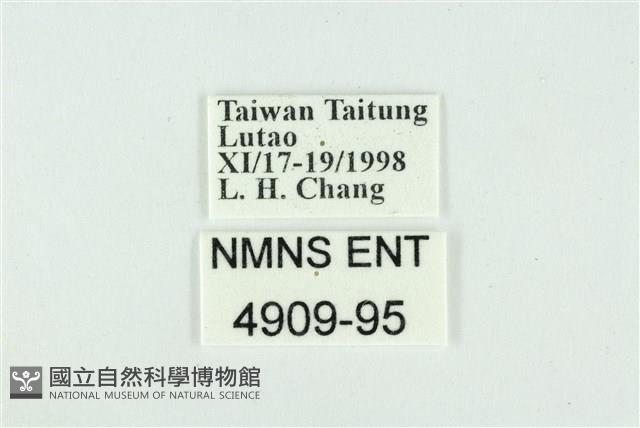 折列藍灰蝶沖繩亞種藏品圖，第3張