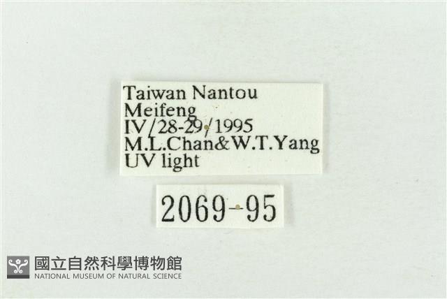 臺灣銀斑異波紋蛾藏品圖，第3張