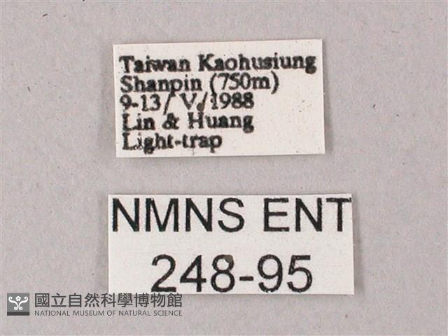 臺灣白肩天蛾藏品圖，第3張