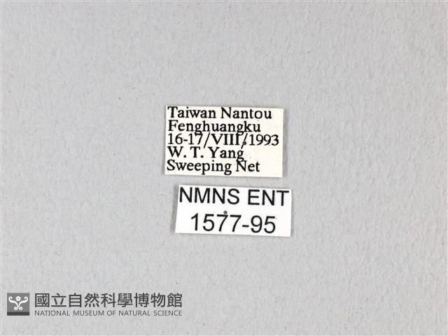 紅珠鳳蝶藏品圖，第3張