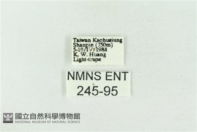 基褐綠刺蛾藏品圖，第3張