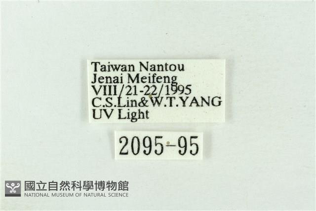 臺洒波紋蛾藏品圖，第3張