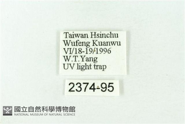 赭新污燈蛾藏品圖，第3張