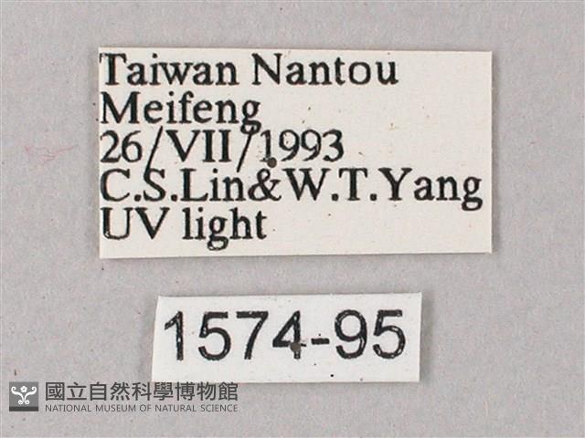 黃斑索天蛾藏品圖，第3張