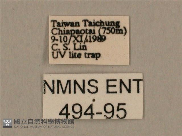 棕綠背線天蛾藏品圖，第3張