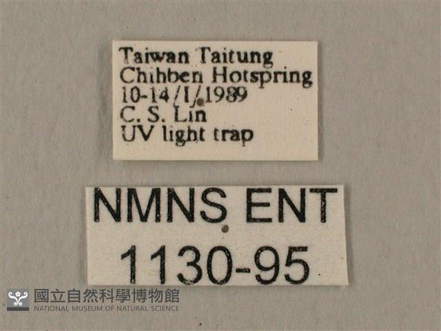 斜線天蛾藏品圖，第3張