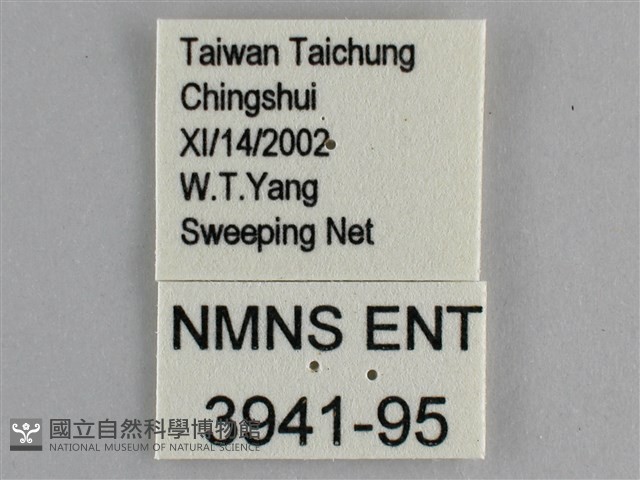 眼蛺蝶、孔雀蛺蝶藏品圖，第3張