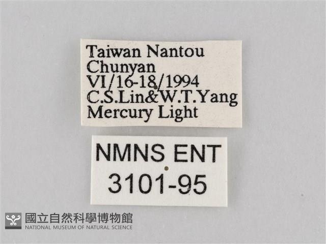 長斑擬燈蛾藏品圖，第3張