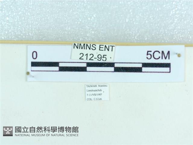 粉蝶燈蛾藏品圖，第3張