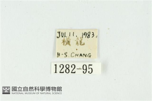 白斑散紋夜蛾藏品圖，第3張