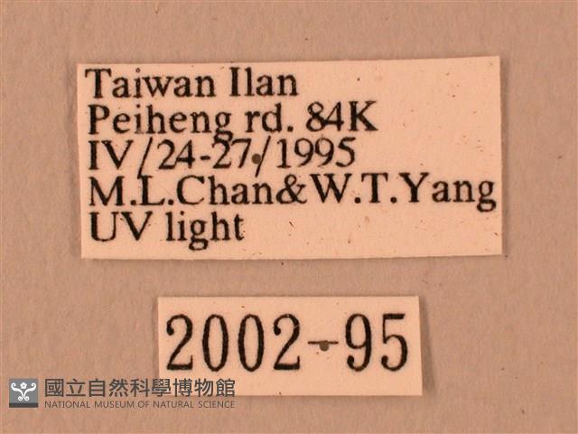 赭色斜帶天蛾藏品圖，第3張