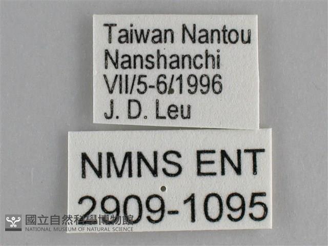 鋸粉蝶藏品圖，第3張