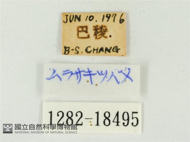 燕尾紫灰蝶藏品圖，第3張