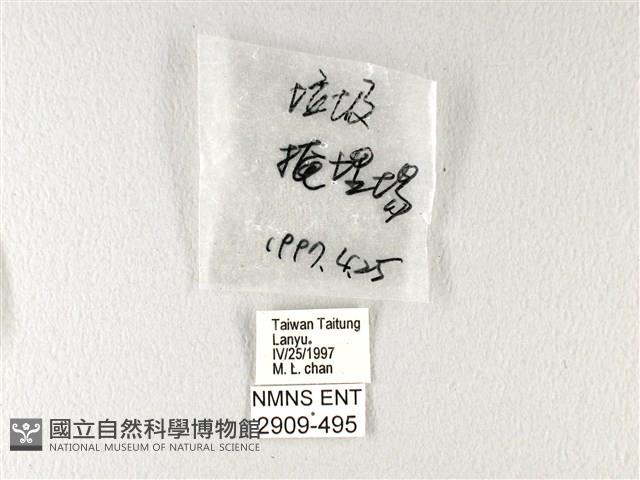 翠鳳蝶蘭嶼亞種藏品圖，第3張