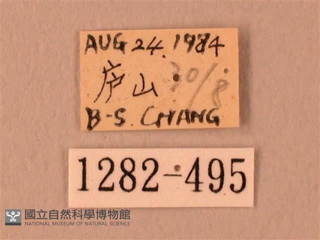 波紋豆天蛾藏品圖，第3張