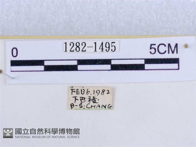 後凸蝶燈蛾藏品圖，第3張