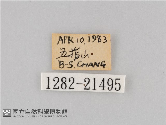 大波眼蝶藏品圖，第3張