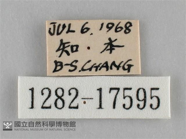 纖粉蝶、黑點粉蝶藏品圖，第3張