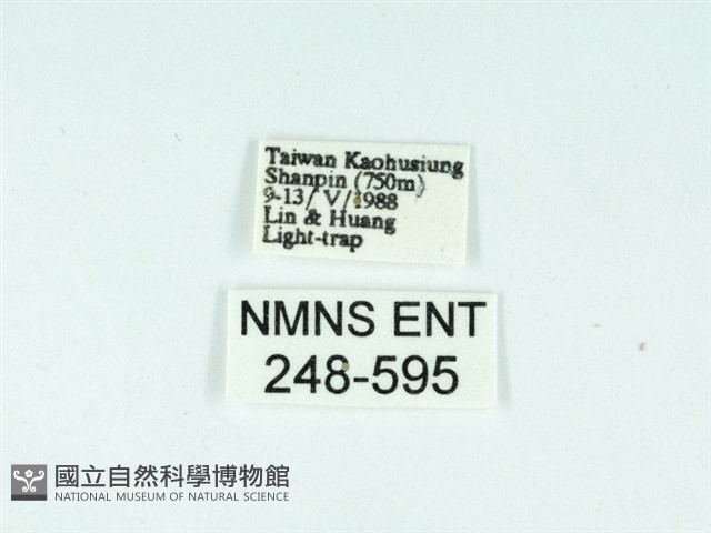 長腳大織蛾藏品圖，第3張