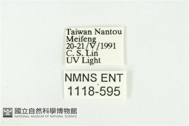 寬紋黃毒蛾藏品圖，第3張