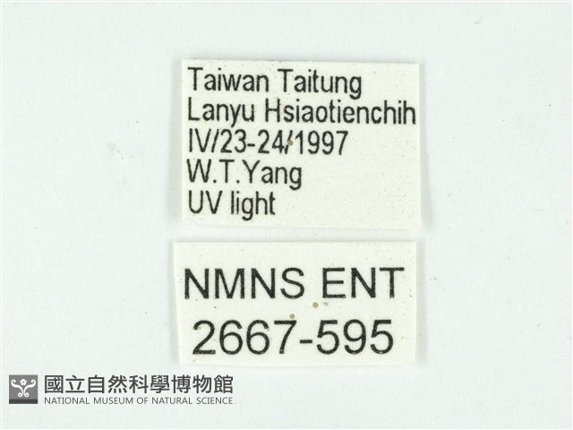 叉紋閃舞蛾藏品圖，第3張