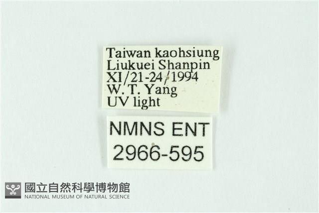 三條橙燈蛾藏品圖，第3張