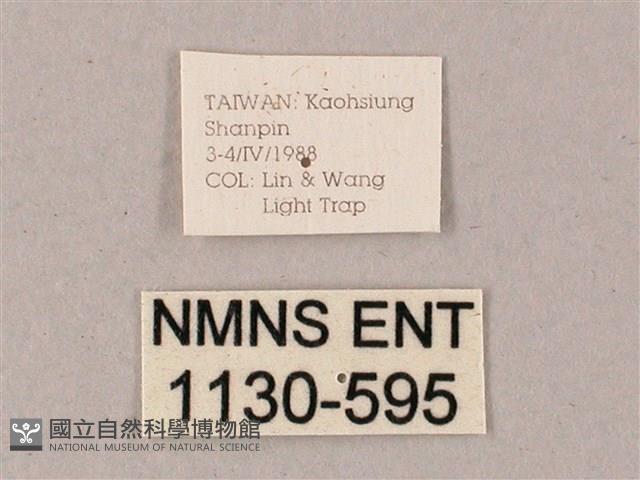 雙斑白肩天蛾藏品圖，第3張