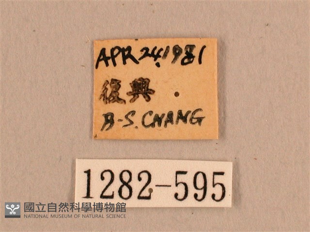 背線天蛾藏品圖，第3張