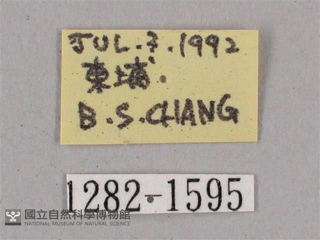 細斜紋霜天蛾藏品圖，第3張