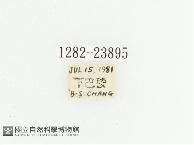 黃斑陷紋金龜藏品圖，第2張