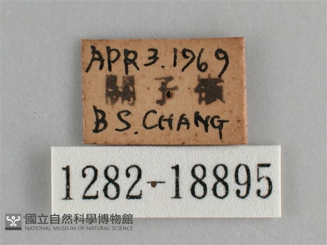 鱗紋眼蛺蝶藏品圖，第3張