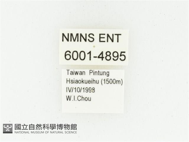 黑斑陷紋金龜藏品圖，第2張