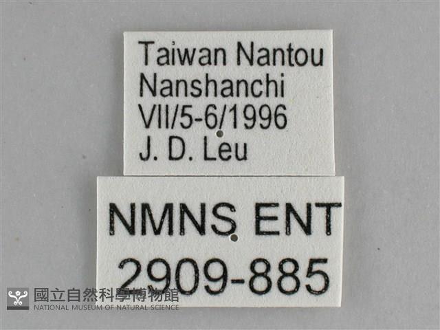 鋸粉蝶藏品圖，第3張