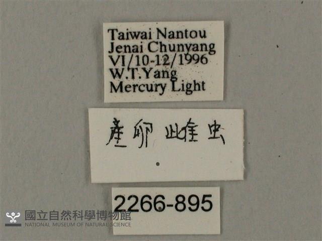 臺灣鋸翅天蛾藏品圖，第3張