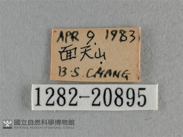 紫日灰蝶藏品圖，第3張