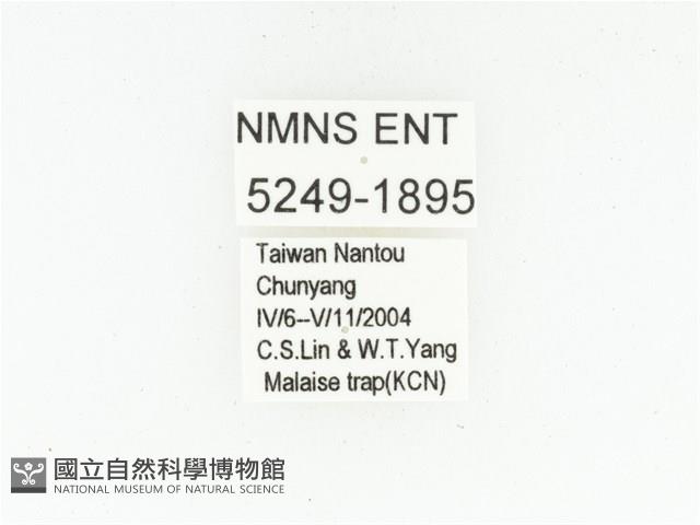 黑斑陷紋金龜藏品圖，第2張