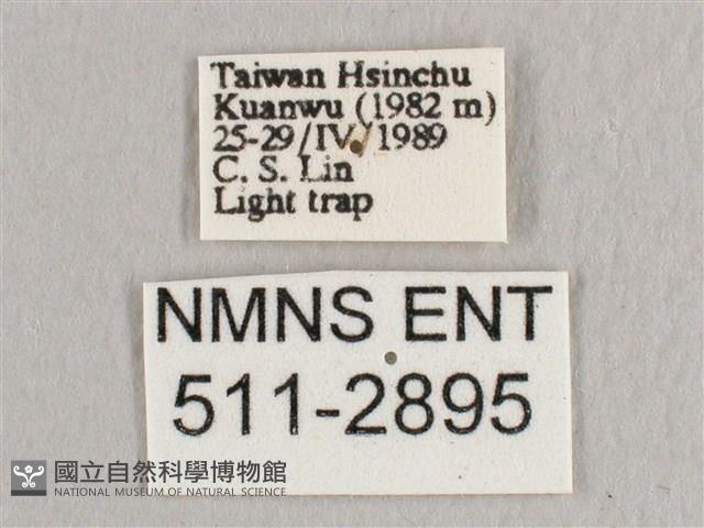 銀端帶鉤蛾藏品圖，第3張