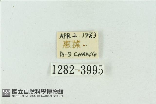 菊池污燈蛾藏品圖，第3張