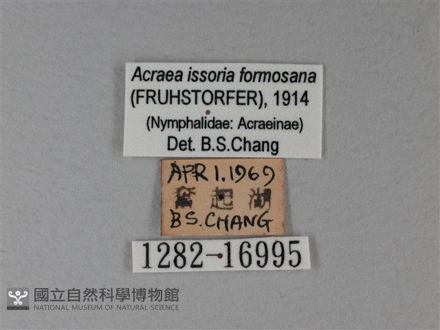 苧麻細蝶藏品圖，第3張