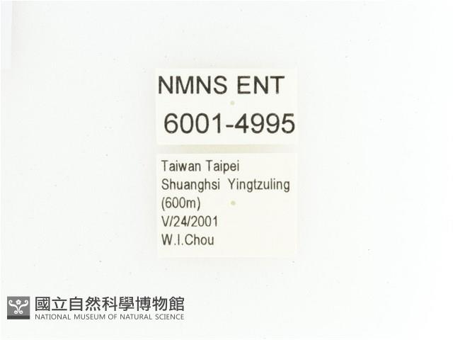 綠艷金龜藏品圖，第2張