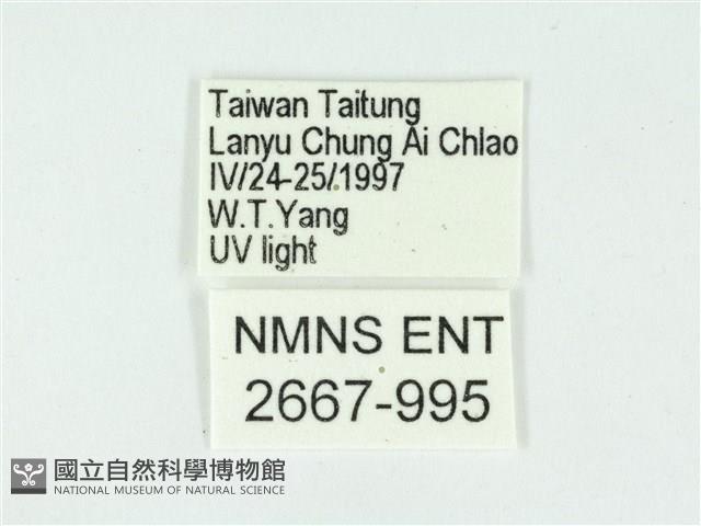 叉紋閃舞蛾藏品圖，第3張