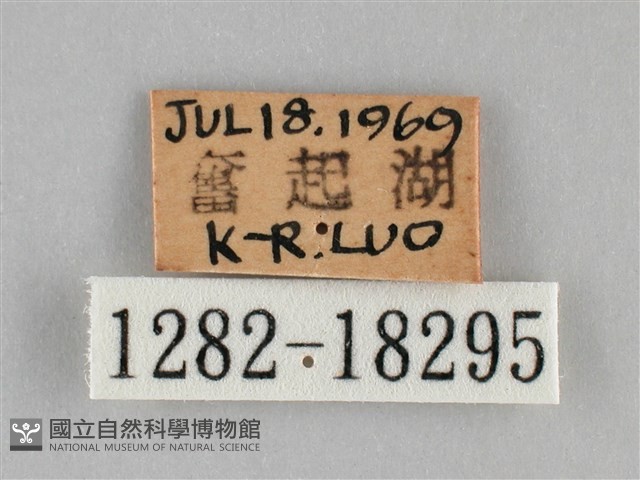 雌擬幻蛺蝶、雌紅紫蛺蝶藏品圖，第3張