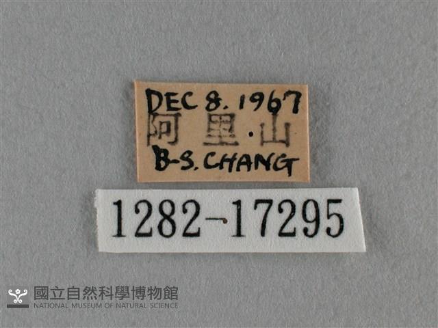 細灰蝶藏品圖，第3張