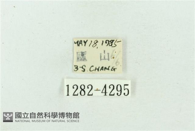 菊池污燈蛾藏品圖，第3張