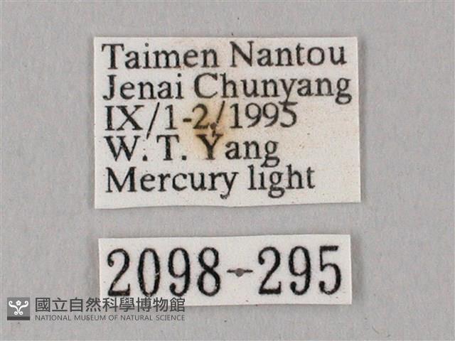 白點天蛾 藏品圖，第3張